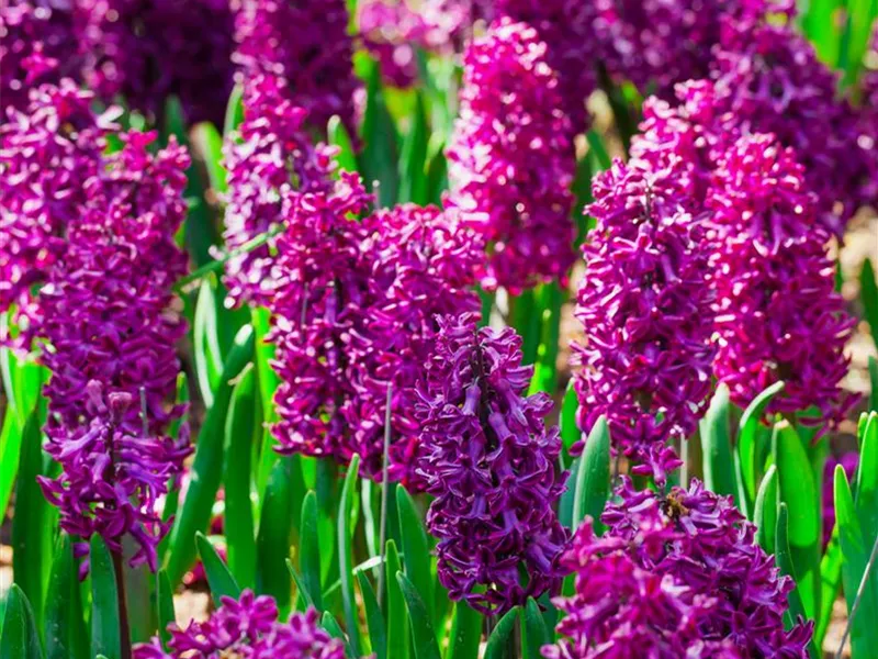 Hyacinthus orientalis