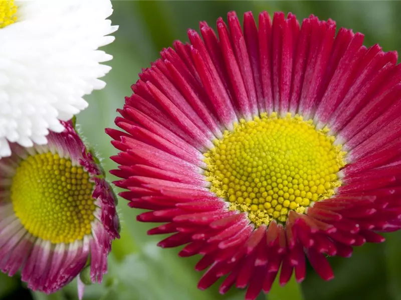 Bellis perennis