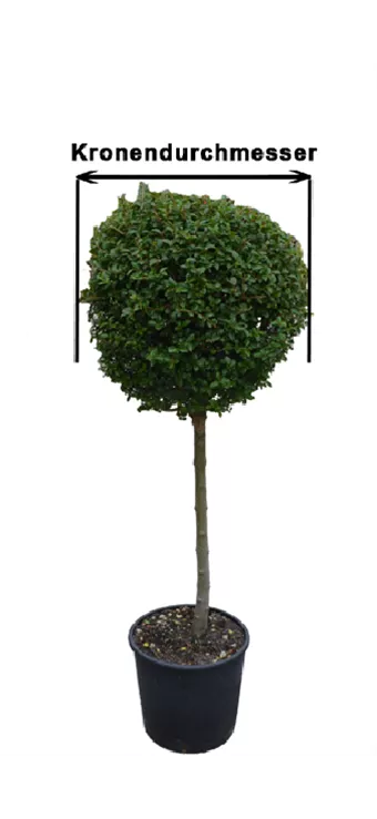 maßbaum.jpg