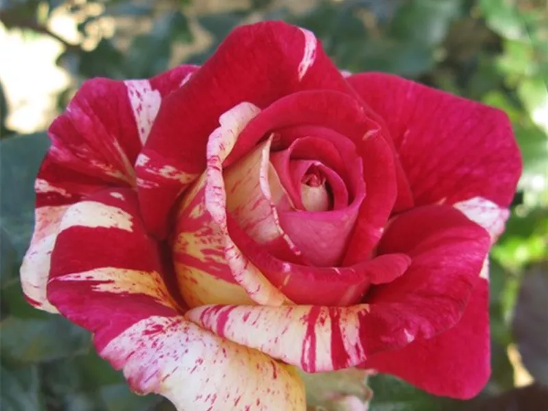 Rosa 'Broceliande®'