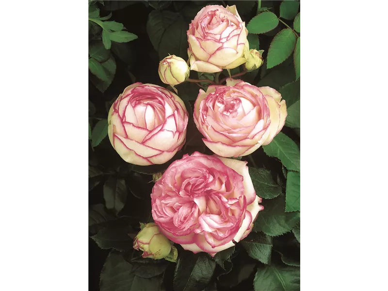 Rosa 'Biedermeier®'