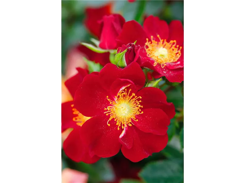 Rosa 'Bienenweide® Rot'