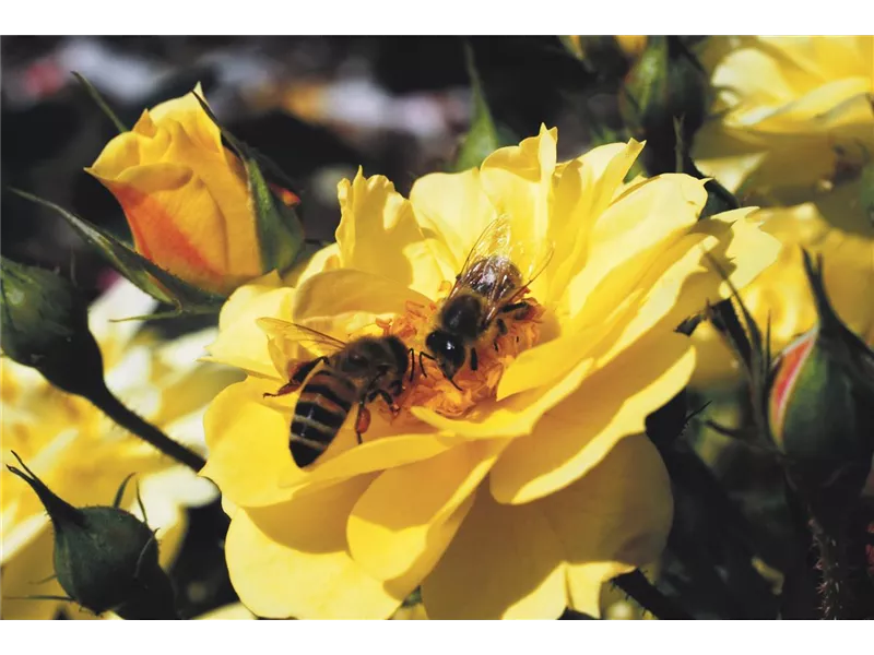 Rosa 'Bienenweide® Gelb'