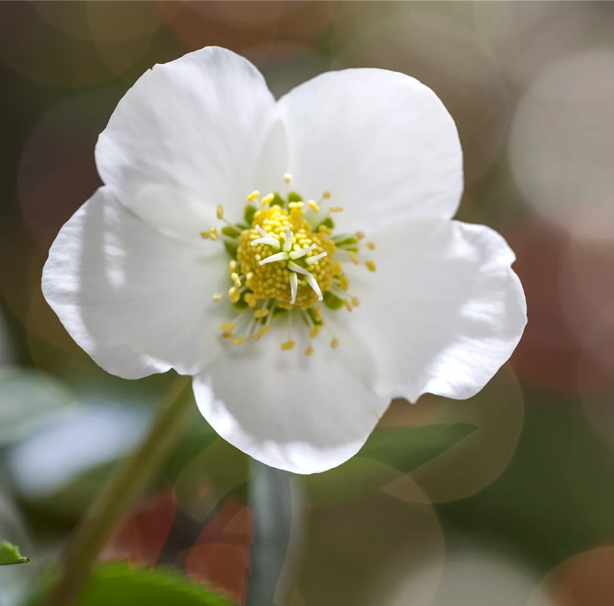 Helleborus niger