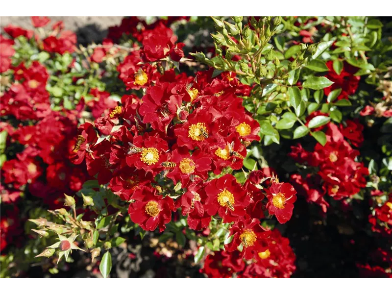 Rosa 'Bienenweide® Rot'