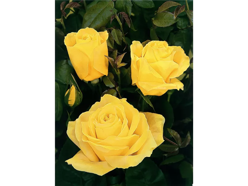 Rosa 'Duftgold®'