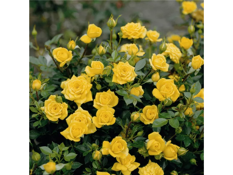 Rosa 'Goldjuwel®'