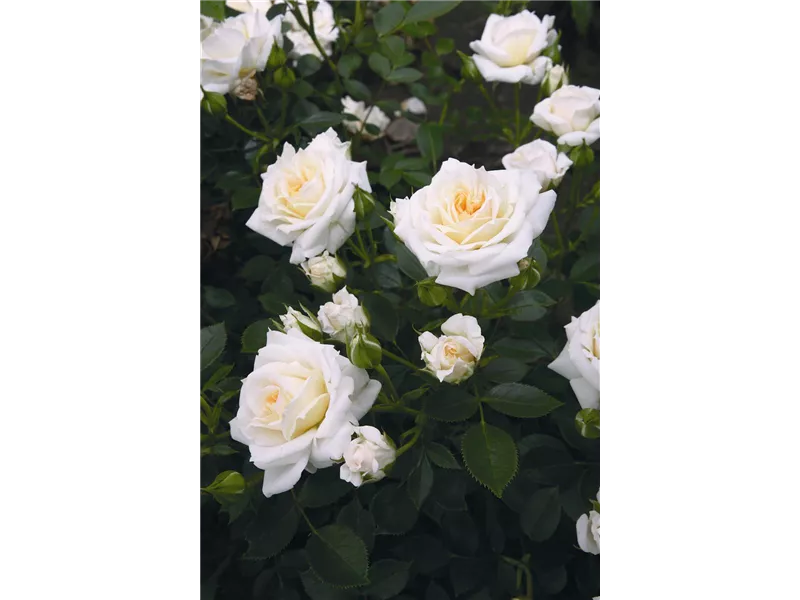 Rosa 'Honeymilk®'