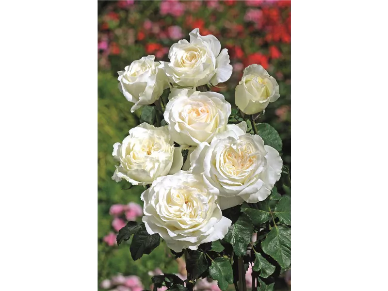 Rosa 'Irina®'