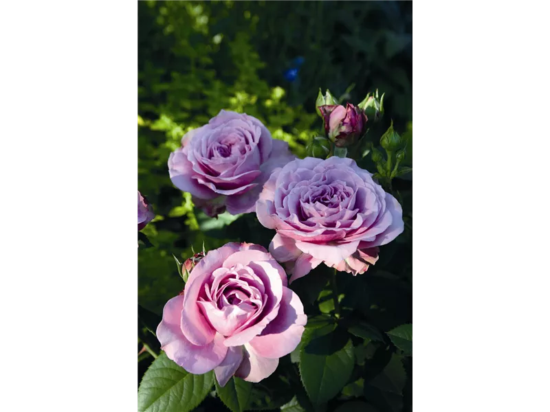 Rosa 'Lavender Ice'