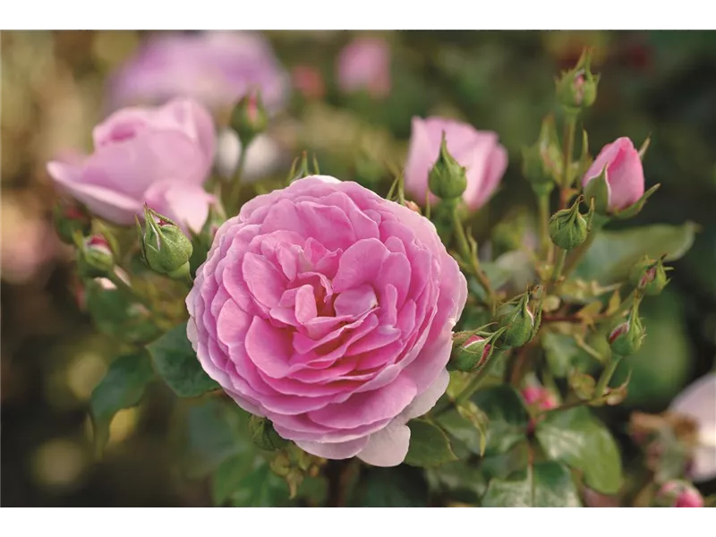 Rosa 'Ozeana®'