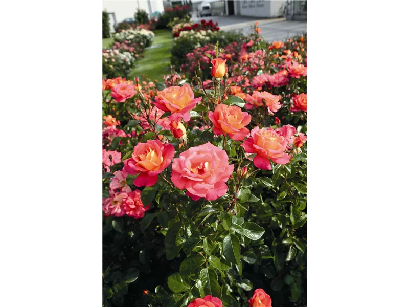 Rosa 'Red Flower Circus'