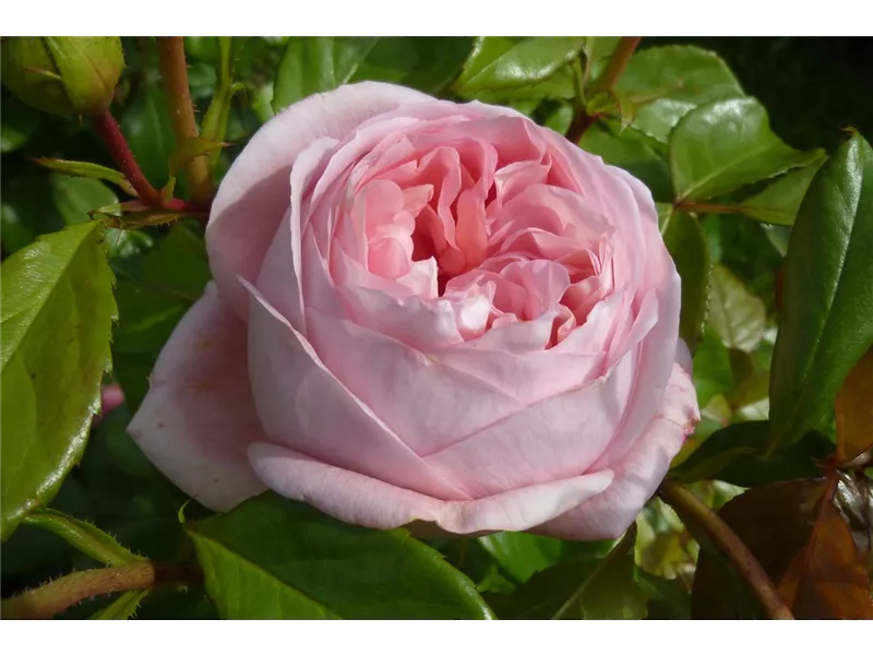 Rosa 'Voyage®'