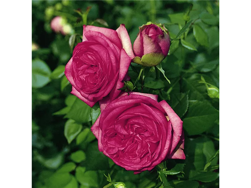 Rosa 'Walzertraum®'