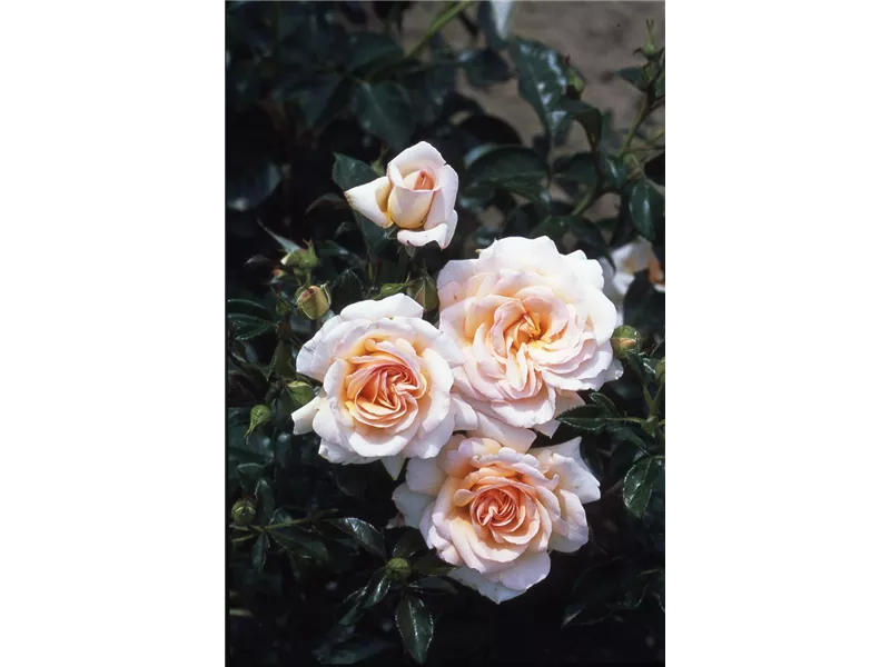 Rosa 'Angie®' delchacré