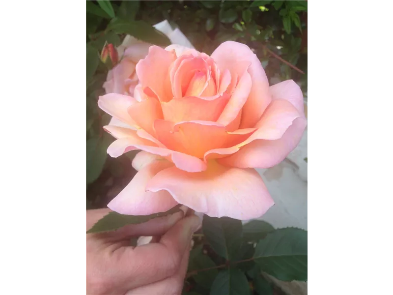 Rosa 'Belle du Seigneur'® delocabri