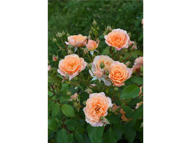 Rosa 'Bordure Abricot®' delbora