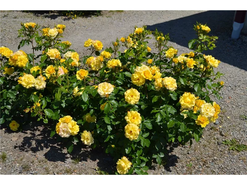 Rosa 'Bordure D'or'® delbojaun