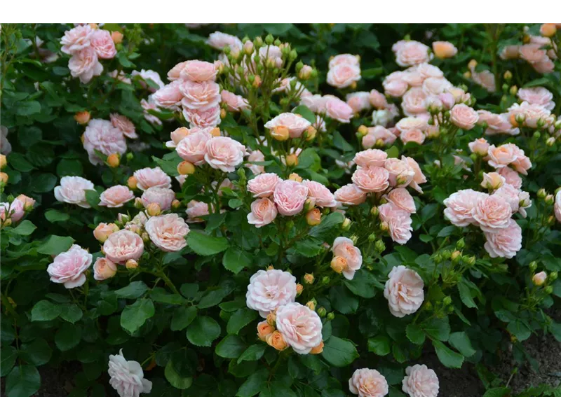 Rosa 'Bordure Nacree®' delcrouf