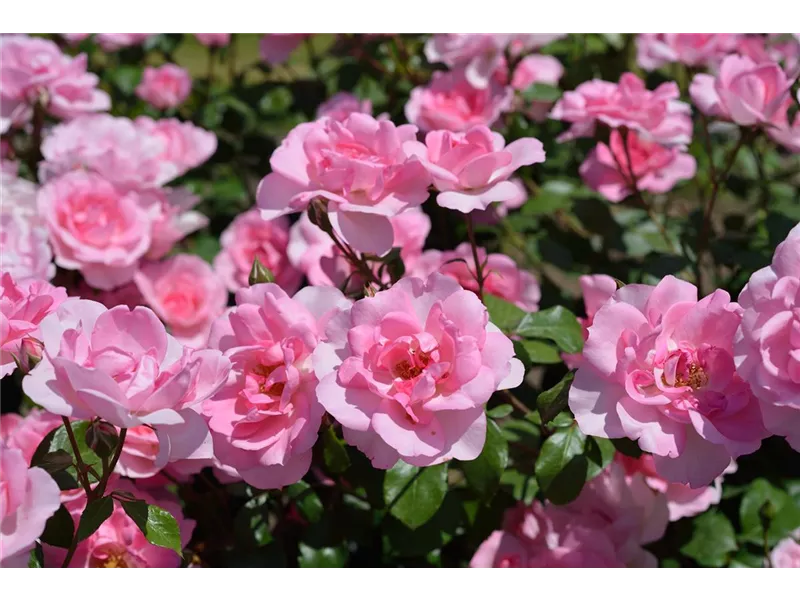 Rosa 'Bordure Rose'® delcoussi