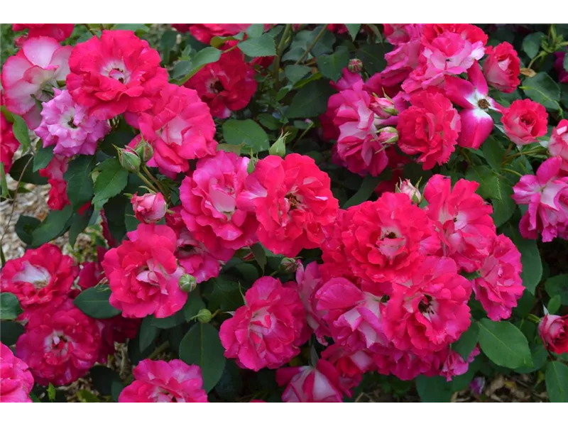 Rosa 'Bordure Vive'® delboviv