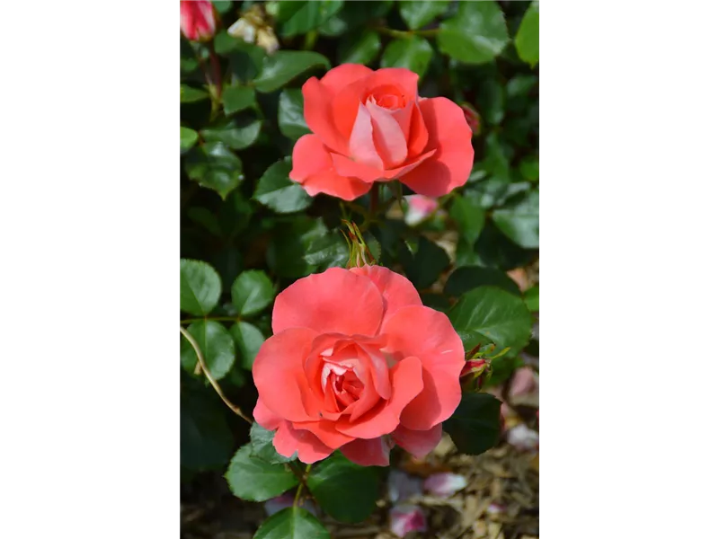 Rosa 'Celine Delbard'® delcéli