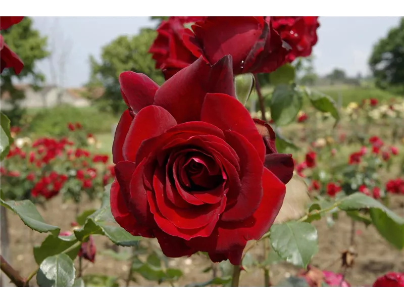 Rosa 'Chateau D'Amboise'® delrouvel 