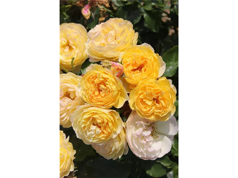 Rosa 'Château de Cheverny®' deljaupar