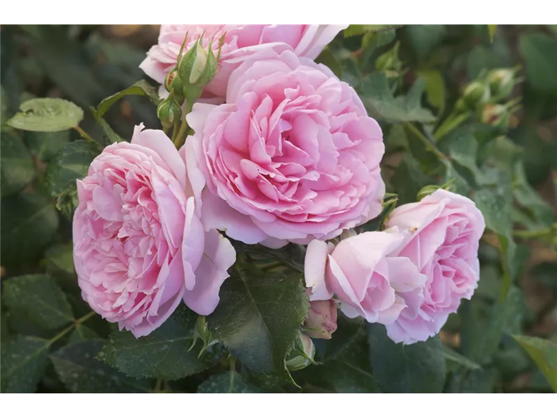 Rosa 'Comtesse de Segur'® deltendre