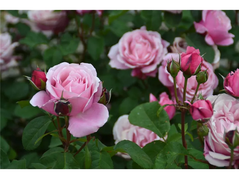 Rosa 'Dieter Müller®' delamo