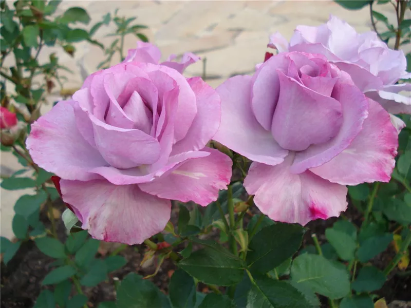 Rosa 'Dioressence'® deldiore