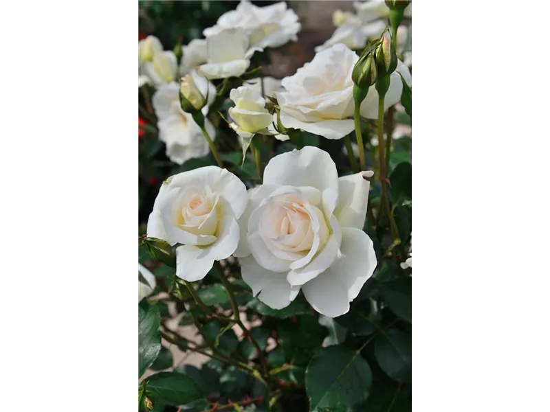 Rosa 'Grand Nord®' delgrord