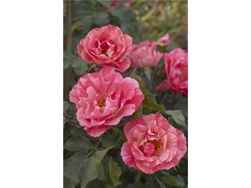 Rosa 'Grimaldi®' delstror