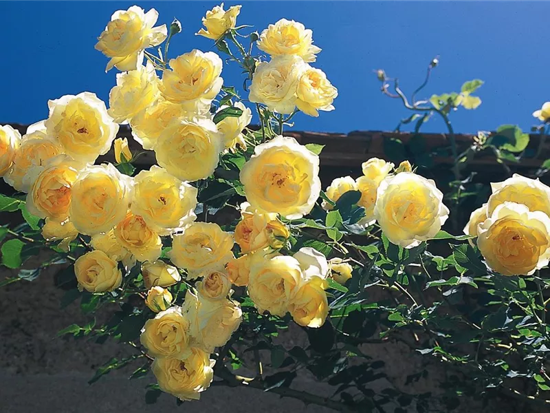 Rosa 'Dune®' delgrim