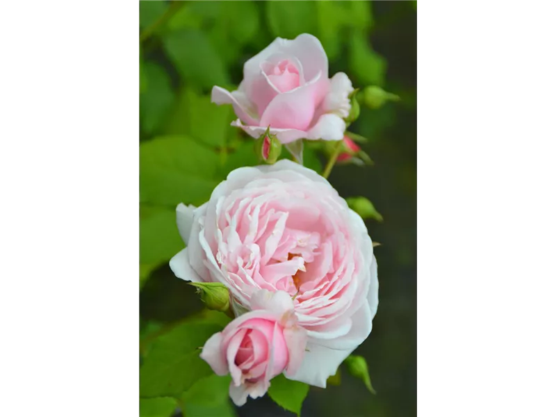 Rosa 'Nahema®' deléri 