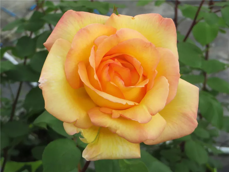 Rosa 'Parure d'Or®' delmir