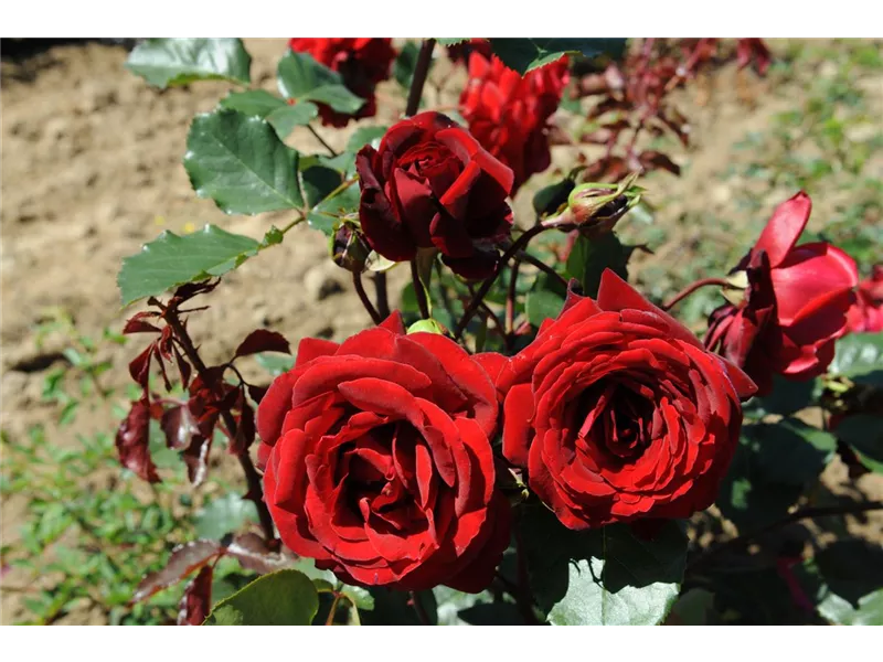 Rosa 'Salammbô®' delperl