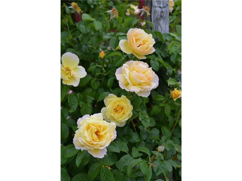 Rosa 'Soleil Vertical'® delsar