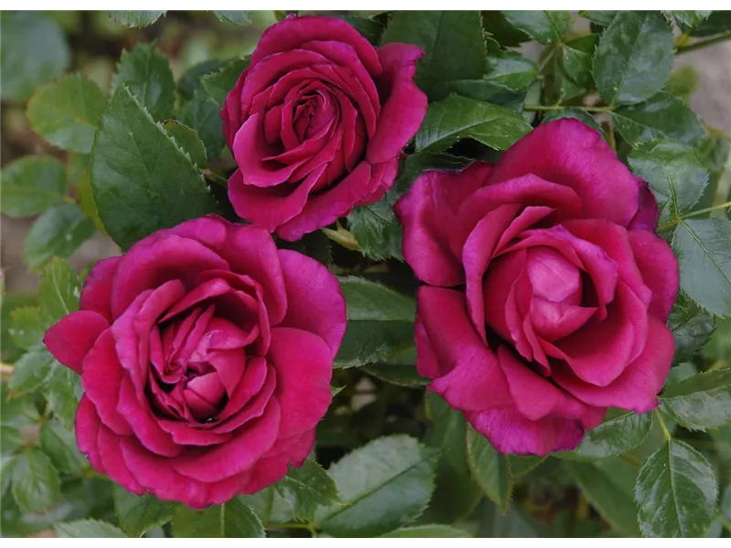 Rosa 'Harald Wohlfahrt®' delcherot