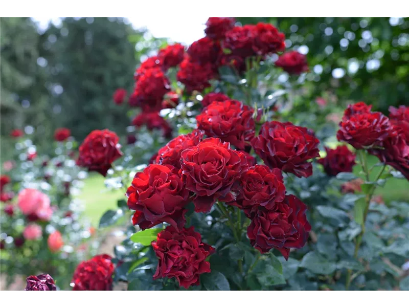 Rosa 'Heinz Winkler®' delchifrou