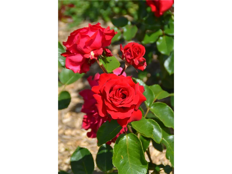 Rosa 'La Marseillaise'® delgeot