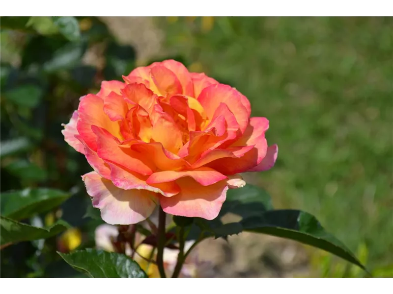 Rosa 'La Parisienne®' delpartricol