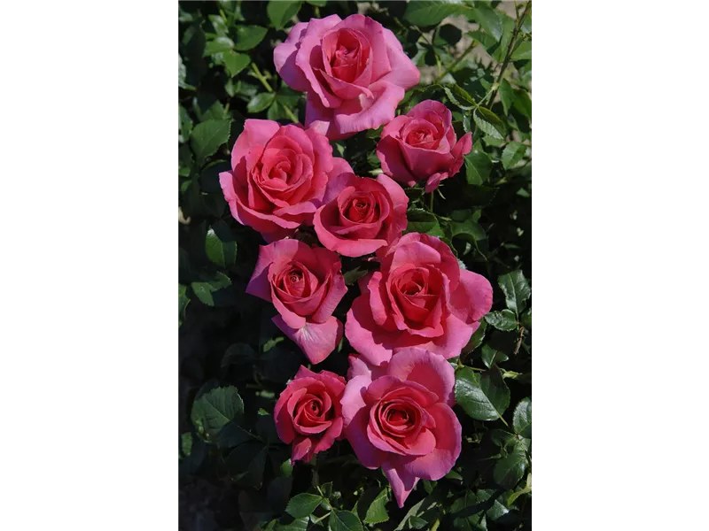 Rosa 'Lancome'® delboip