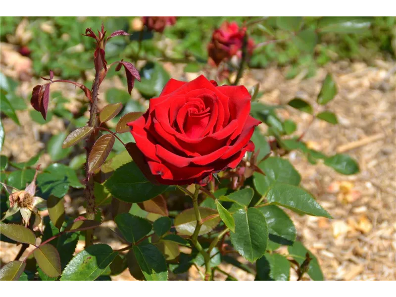 Rosa 'Madame Delbard®' deladel