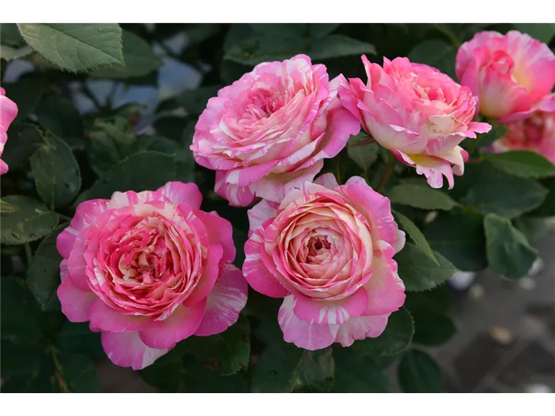 Rosa 'Marc Chagall®' delstrirojacre