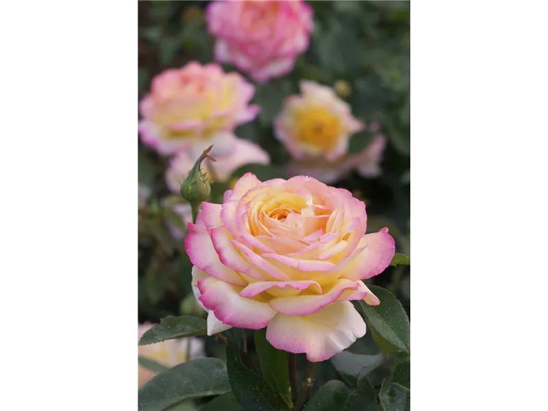 Rosa 'Mitsouko'® delnat