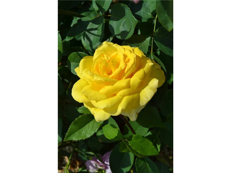 Rosa 'O Sole Mio'® delosol