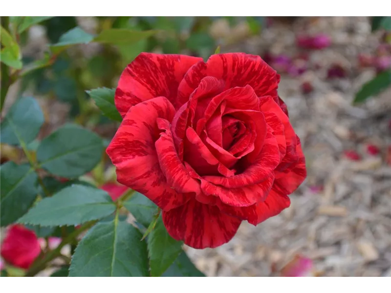 Rosa 'Red Intution®' delstriro