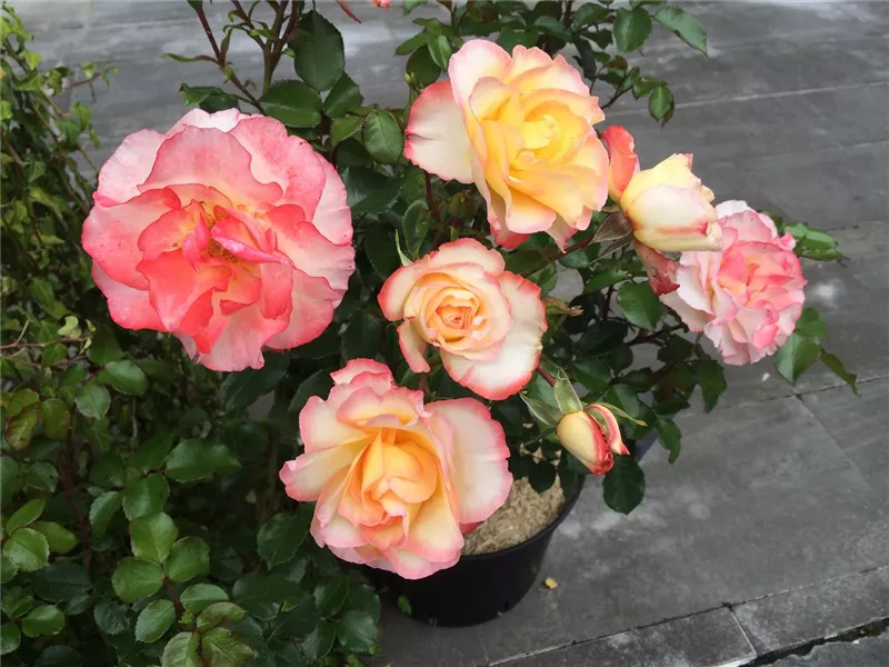 Rosa 'Rose de Lourdes'® delmarie