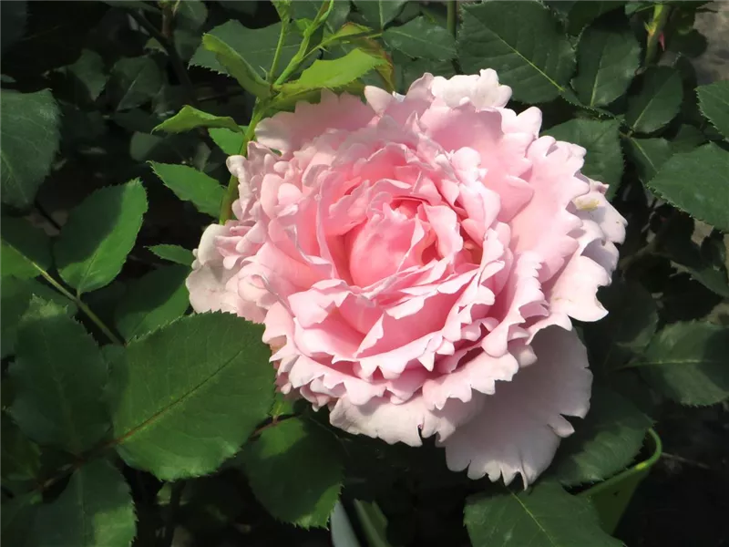 Rosa 'Sophie Rochas'® delroch